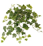 Hedera Gala, 48 cm, UV-bestendig